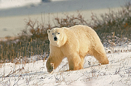 北极熊,成年,走,丘吉尔市,曼尼托巴,加拿大