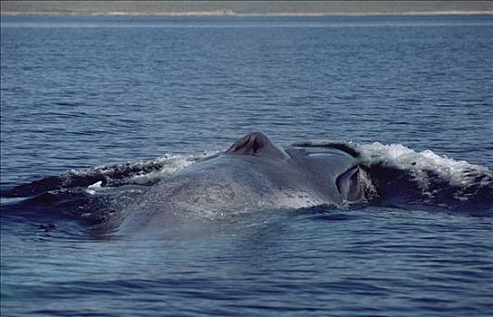 蓝鲸,呼吸孔,科特兹海,墨西哥