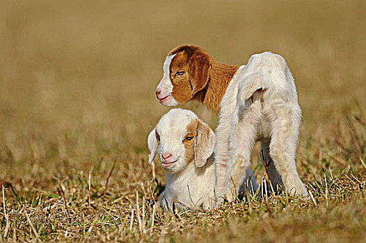 两个,年轻,驯服,山羊