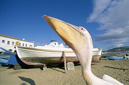 鹈鹕,渔船,海滩,米克诺斯岛,基克拉迪群岛,希腊