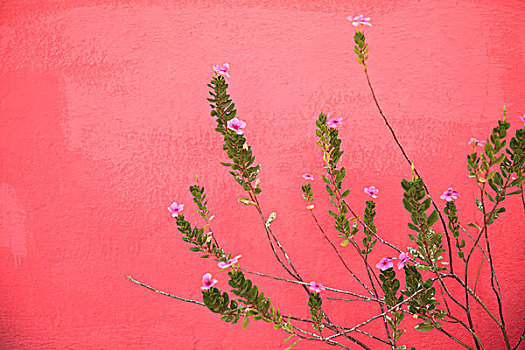 植物,旁侧,红墙,北下加利福尼亚州,墨西哥
