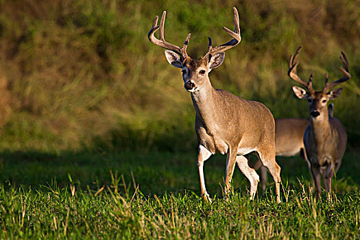 白尾鹿,雄性,天鹅绒,鹿角,栖息地,德克萨斯,美国