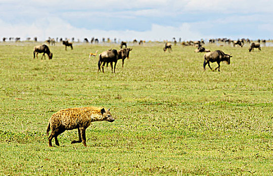 坦桑尼亚,塞伦盖蒂国家公园,斑点,鬣狗,斑鬣狗,角马,斑马,背景