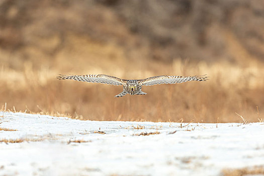 冬天雪地里捕食的苍鹰