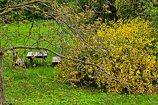 长椅,旁侧,黄雏菊属植物