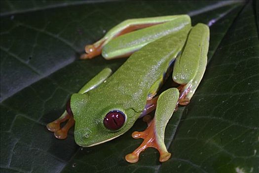 红眼树蛙,叶子,白天,物种,保护色,折,彩色,国家公园,巴拿马