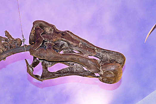 恐龙额骨化石