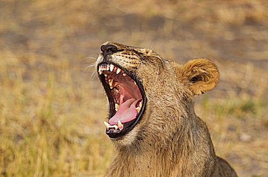 狮子,亚成体,雄性,哈欠,萨维提,乔贝国家公园,博茨瓦纳,非洲