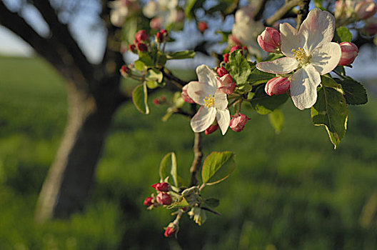 苹果树,枝条,盛开,春天