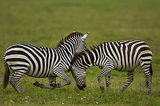斑马,争斗,恩戈罗恩戈罗,保护区,坦桑尼亚