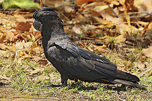 黑色,美冠鹦鹉,大,澳大利亚,卡卡杜国家公园
