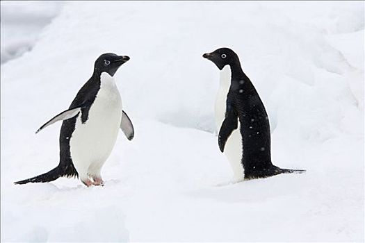 两个,阿德利企鹅,问候,南极