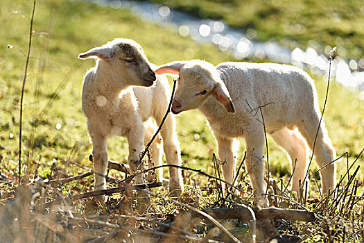 头像,两个,羊羔,绵羊,牧场,春天,普拉蒂纳特,巴伐利亚,德国