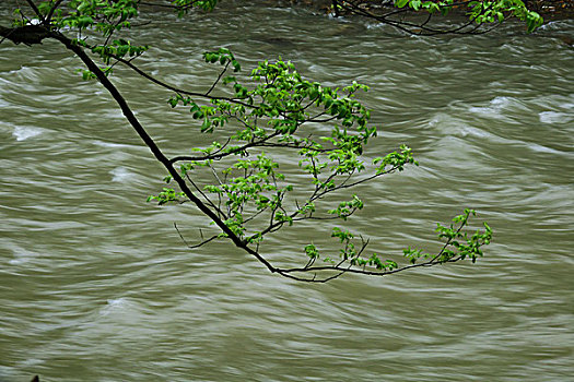 水墨汀溪,溪流,山水,流水,绿树