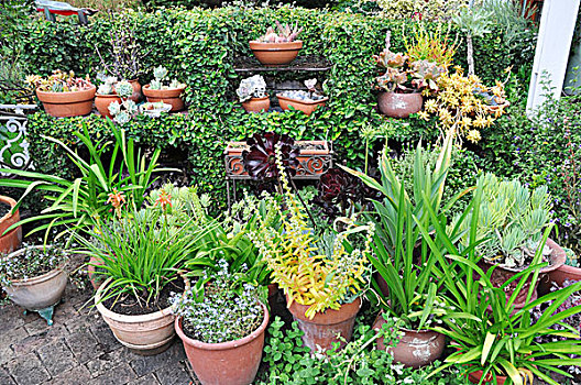 大,收集,多样,植物,陶制器具,花园