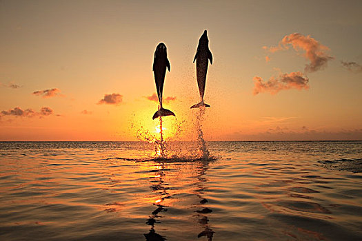 海湾群岛,洪都拉斯,宽吻海豚,跳跃,加勒比海,日落