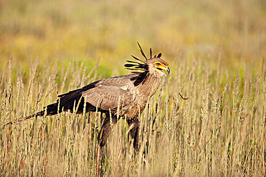 蛇鹫,走,高,草,卡拉哈里沙漠,南非