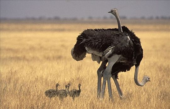 鸵鸟,一对,国家公园,纳米比亚,鸵鸟属