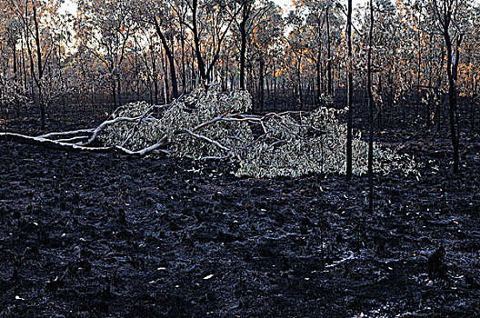 火,灌木,北领地州,澳大利亚