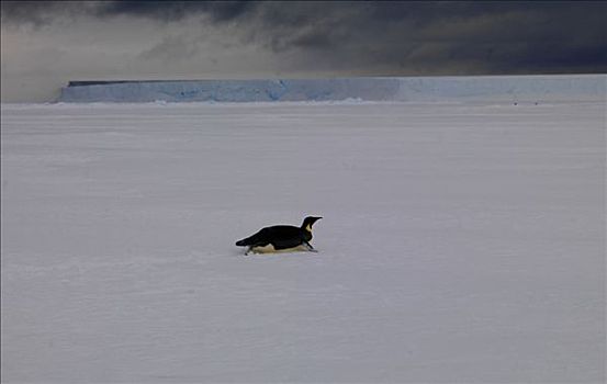 帝企鹅,冰,正面,华盛顿,罗斯海,南极
