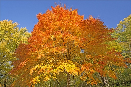 橙色,黄色,秋天,树
