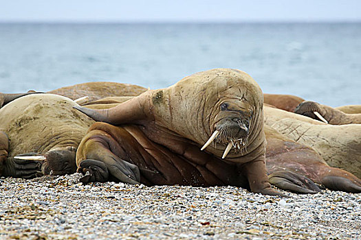 斯瓦尔巴特群岛,海象,躺着,海滩,暗示,躬曲