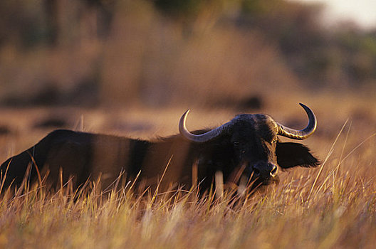 博茨瓦纳,奥卡万戈三角洲,南非水牛,高,草,晚间,阳光