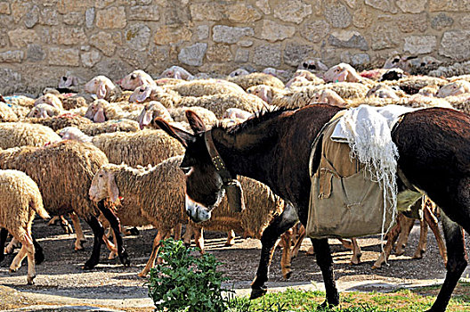 西班牙,道路,羊群,驴
