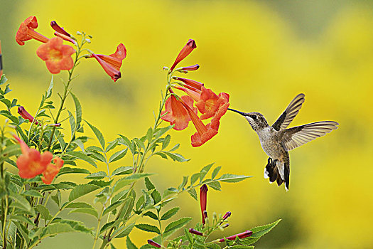 蜂鸟,女性,飞行,喂食,黄色,花,丘陵地区,德克萨斯,美国,北美