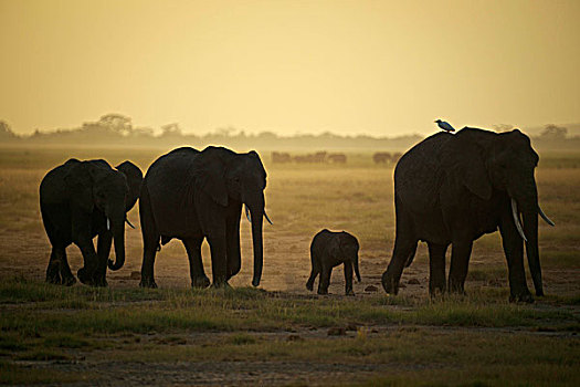 大象,移动,日落