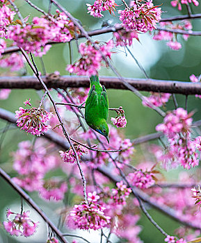 春天在樱花树上觅食的橙腹叶鹎鸟