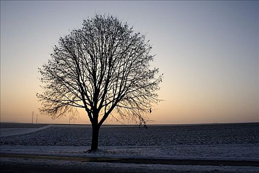 树,冬天,黄昏