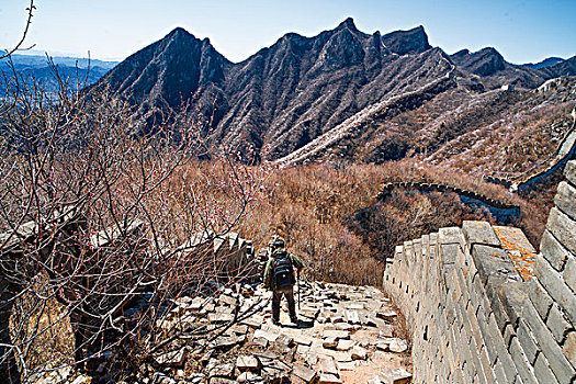 城墙,箭扣长城,文化遗产,桃花