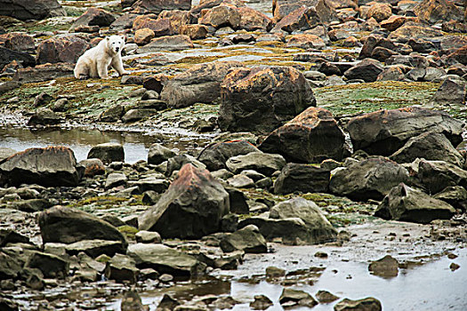 北极熊,幼兽,坐,潮汐,哈得逊湾,靠近,海豹,河,曼尼托巴,加拿大