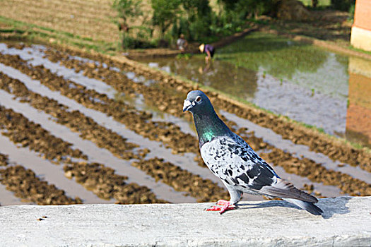 鸽子