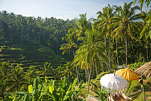 稻米梯田,靠近,乌布,巴厘岛,印度尼西亚,亚洲