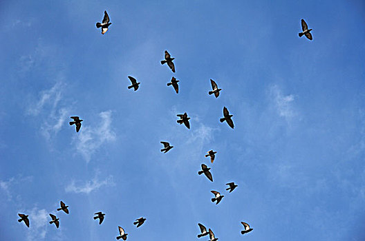 家鸽,飞行,蓝天,巴登符腾堡,德国,欧洲