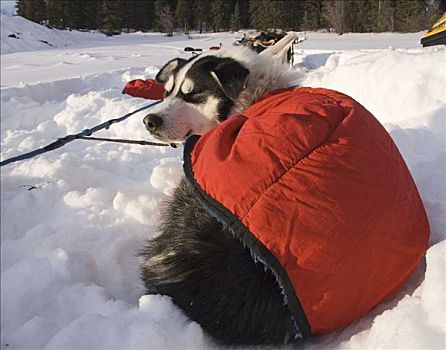 雪橇狗,休息,温暖,外套,育空地区,加拿大,北美