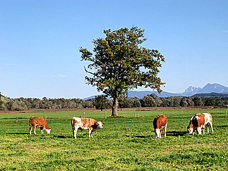 巴伐利亚,牛奶,母牛,放牧,农田,齐姆高,上巴伐利亚,德国,欧洲