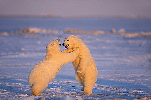 北极熊,两个,春天,日出,区域,北极圈,国家野生动植物保护区,阿拉斯加