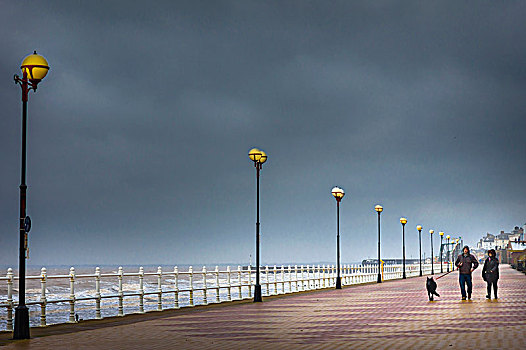 走,狗,雨,浸湿,散步场所