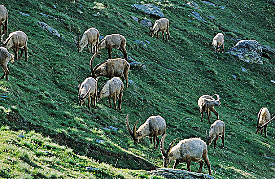 阿尔卑斯野山羊,羱羊,牧群,放牧,野花,草场,早晨,长,冬天,高山,动物,大帕拉迪索国家公园,意大利