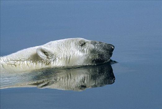 北极熊,游泳,加拿大