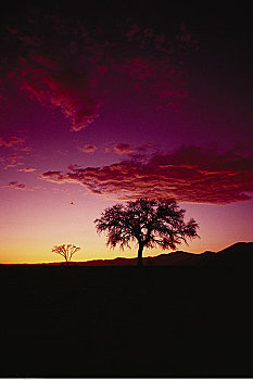 剪影,树,日落,纳米比诺克陆夫国家公园,纳米比亚