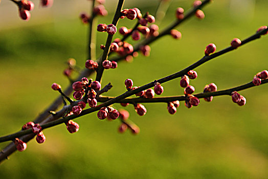 花,梅花