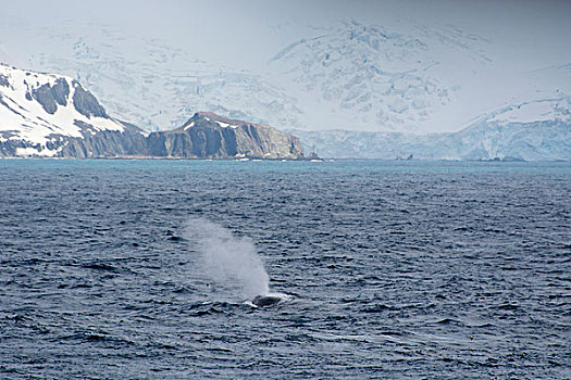 南极,海峡,驼背鲸,大翅鲸属,鲸鱼