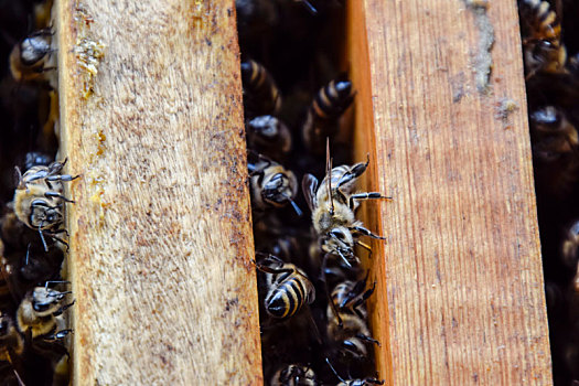 蜂窝,木板,蜜蜂,爬行