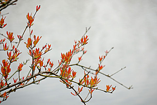 树枝嫩芽