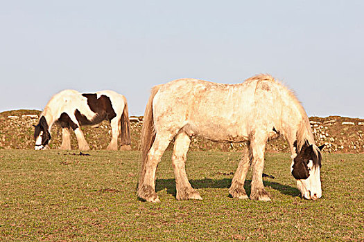 马,放牧,地点,彭布鲁克郡,沿海小路,威尔士,英国