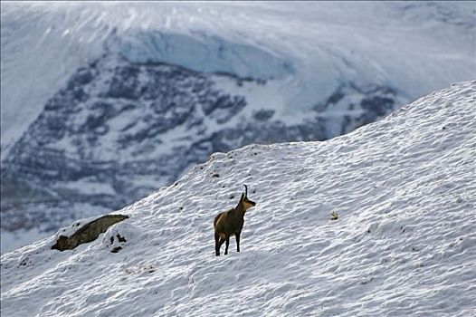 岩羚羊,臆羚,冬天,风景,冰河